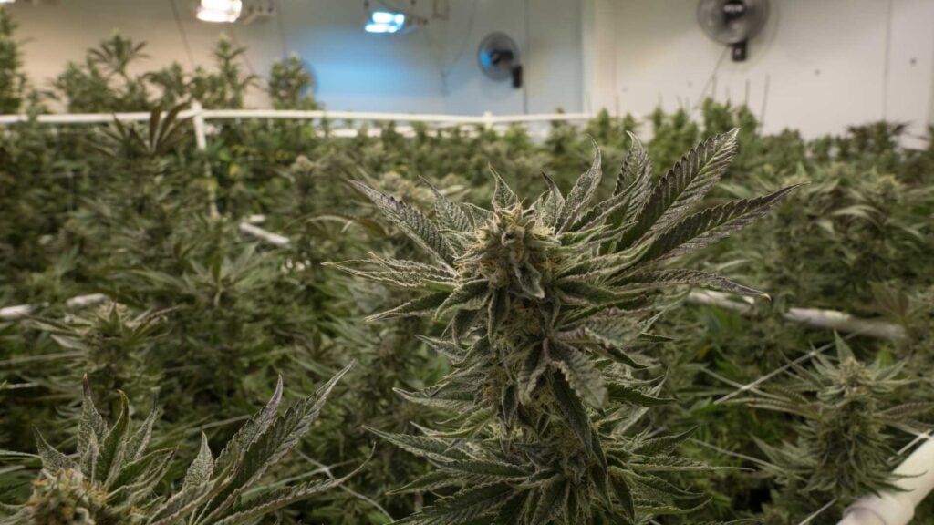Indoor cannabis cultivation with mature plants.