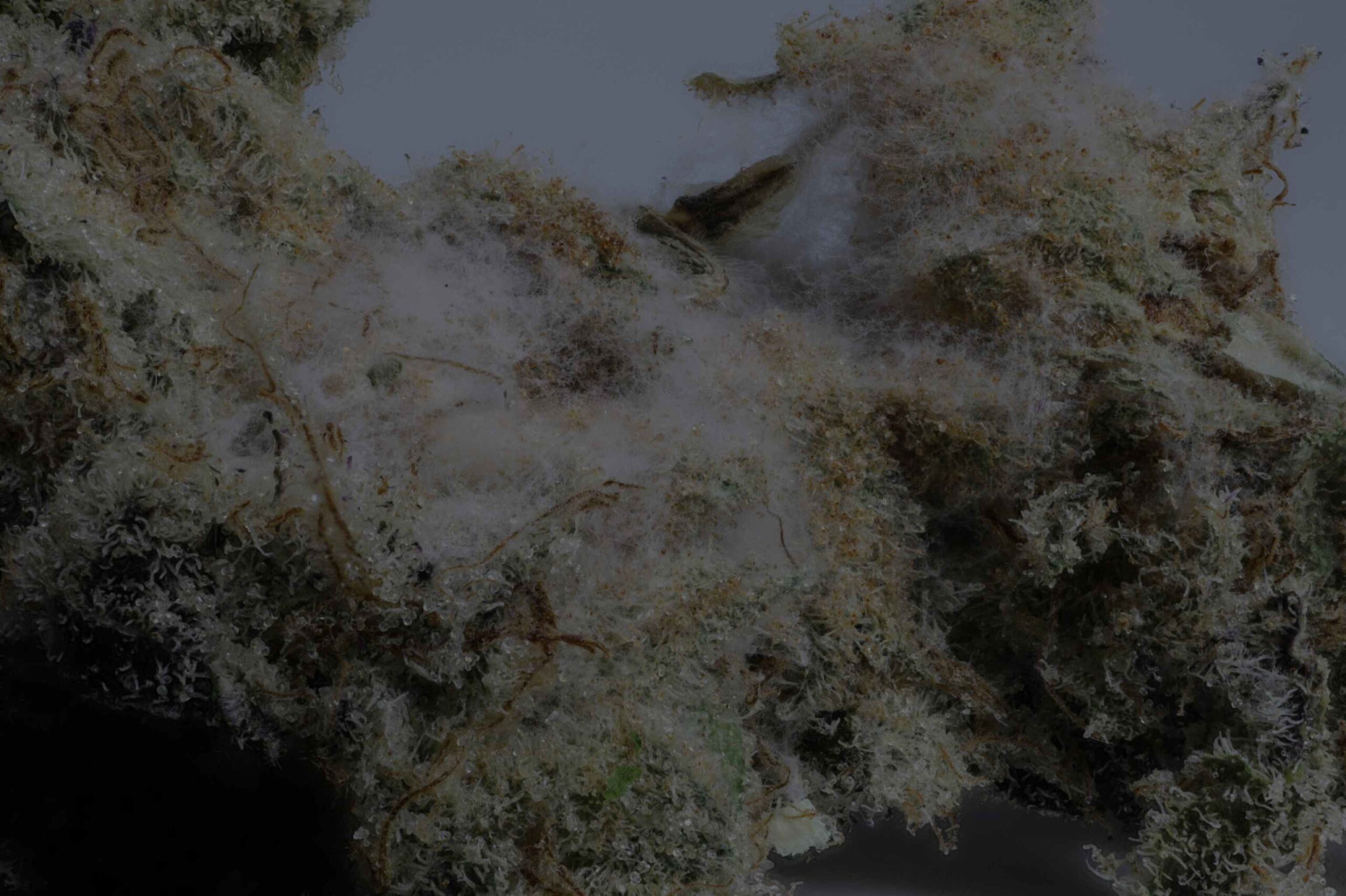 The image presents a close-up view of what appears to be a cannabis bud heavily affected by mold
