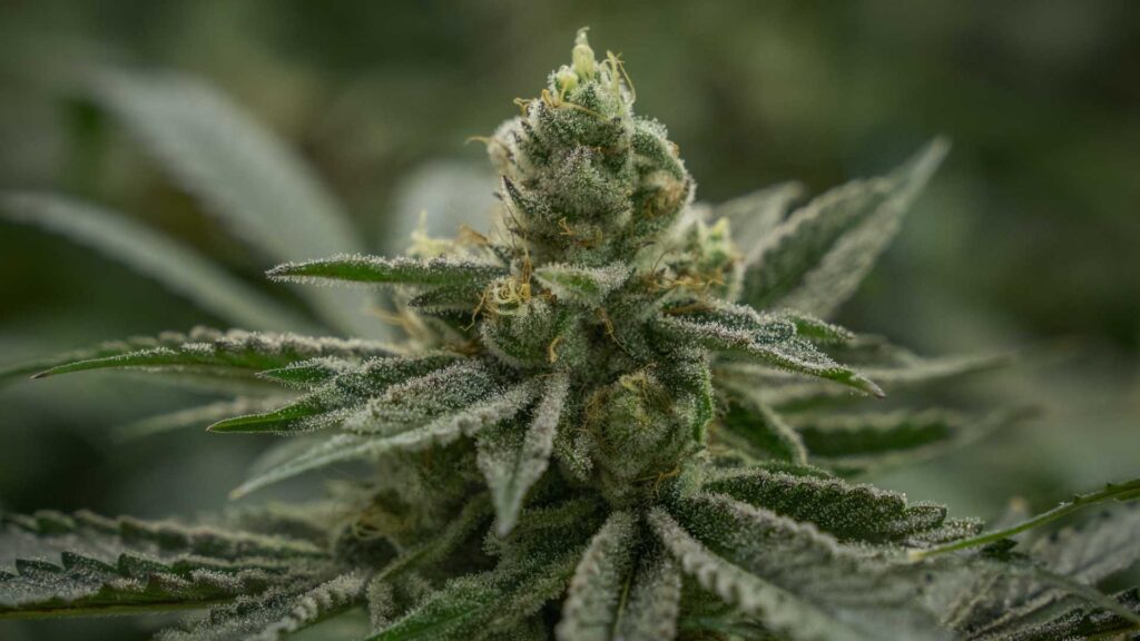 Close-up of cannabis bud with leaves.